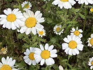2504251_R.jpg